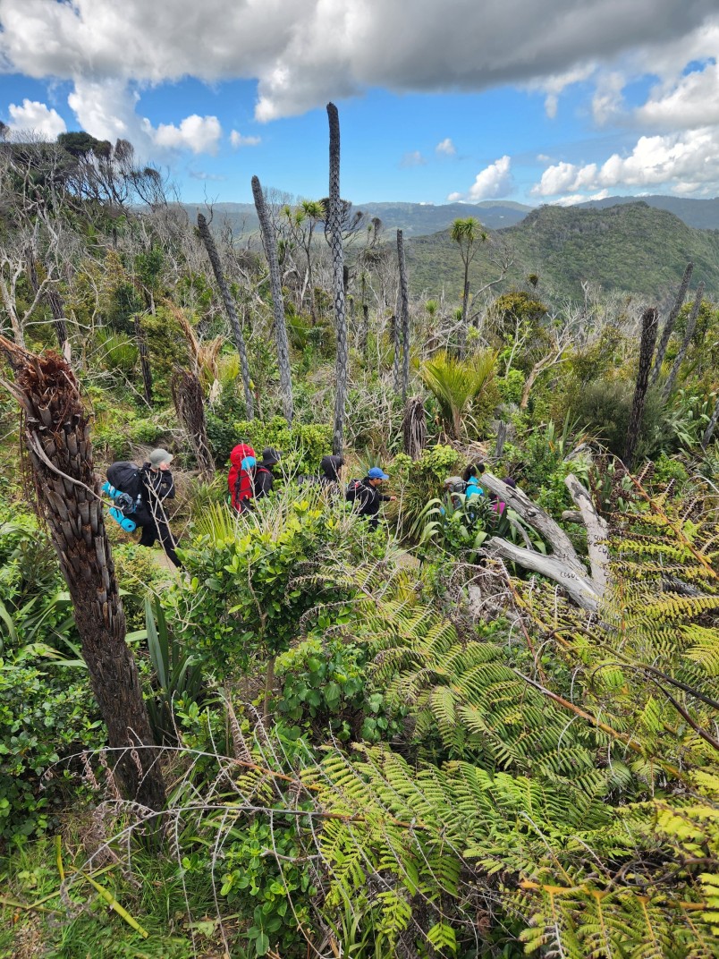 Bronze Award students crossing a boardwalk beneath the Waitākere Ranges.