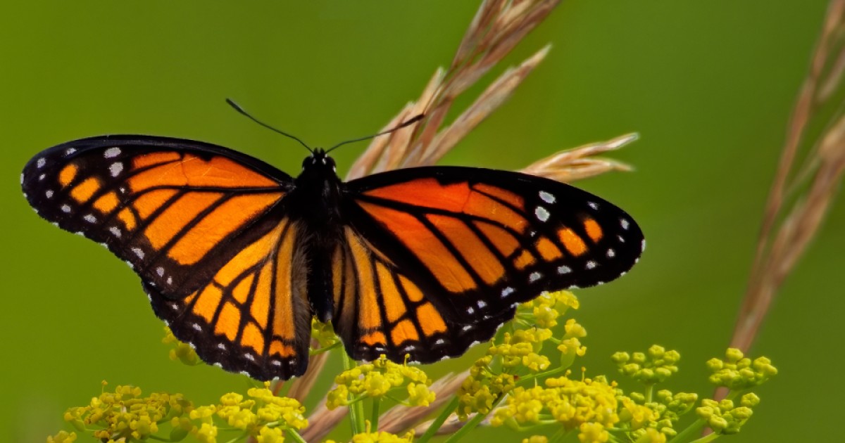 Tba Insects Newsletter #1, March 2026 - Be ye transformed | Tyndale Park Christian ...