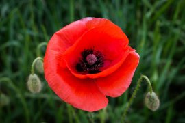 ANZAC Day 2020